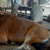 Kabar Baik! 1.100 Ekor Sapi di Lombok Tengah Sembuh dari Penyakit Mulut dan Kuku