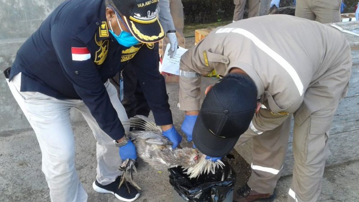 鳥インフルエンザがテルネートに入るのを防ぎ、マナドから21の家禽が燃やされた