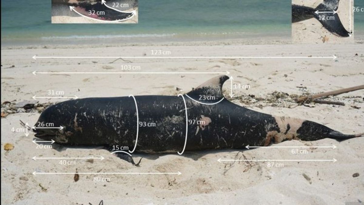 KKP Burial Of Stranded Whale In Gili Trawangan