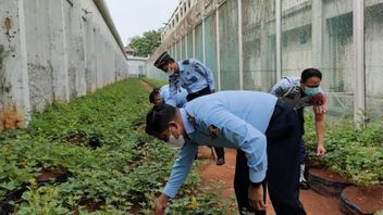 Napi di Rutan Salemba Jadi Petani Ubi Jepang Dadakan