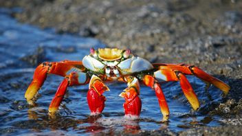 Crab Mentality, A Condition When Someone Likes To Block The Success Of Others