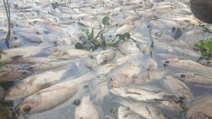 Ratusan Ton Ikan di Danau Maninjau Mati, Kerugiannya Mencapai Rp18,24 Miliar