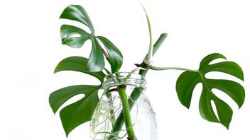 Mengenal Rhaphidophora, Tanaman Hias Merambat yang Serupa dengan Monstera dan Philodendron