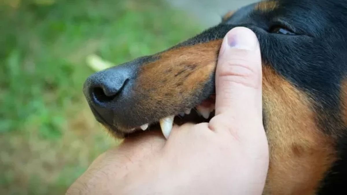 西カリマンタンの1,785人が狂犬病に感染し、保健局が狂犬病センターの形で地区を要求