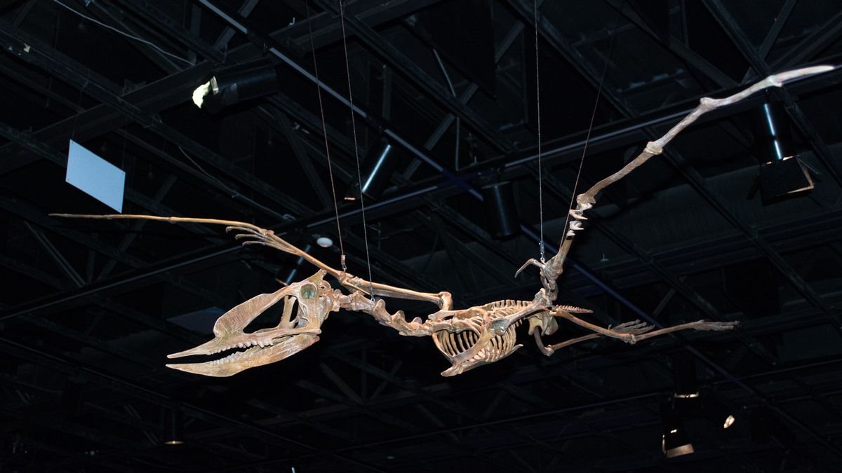 科学家说"飞龙"恐龙也在南半球的天空中游荡
