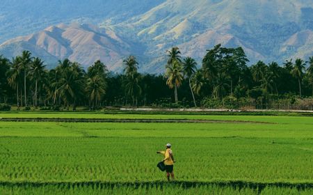 32 Ribu Lahan Sawah Terendam Banjir, Bulog: Panen di Beberapa Wilayah Indonesia Bakal Mundur!