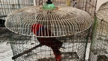 De Kakatua à Perkici Pelangi, 4 animaux de Papouasie ont été sauvés du commerce illicite