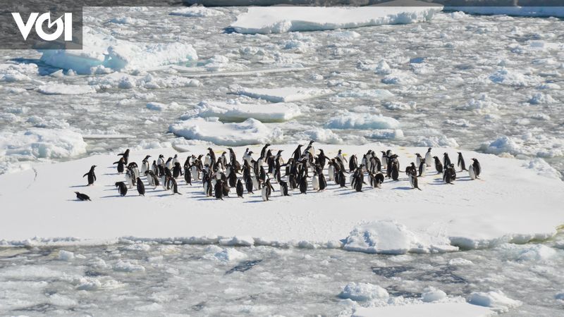 地球温暖化による南極の氷の地の緑化