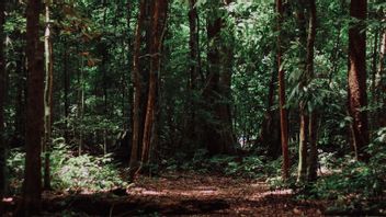 The Ministry Of Environment And Forestry Puji Puji Keberadaan Hutan Bengkulu Yang Punya Peran Perluan Penurunan Emisi Gas