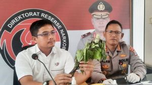 Uji Labfor Kasus Puluhan Orang Mabuk Kecubung, Positif Atropin dan Scopolamine Berbahaya