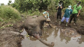 奥托一只驯服大象在亚齐保护区死亡