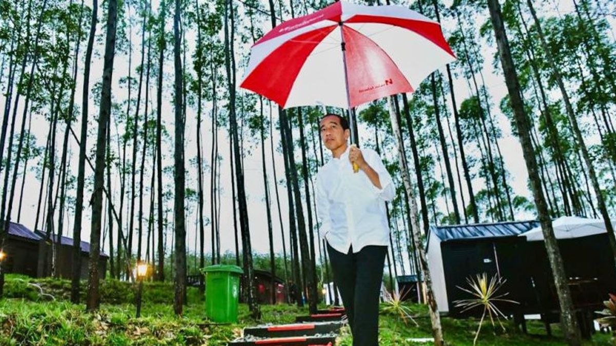 Presiden Jokowi Jalan Santai Nikmati Suasana Pagi di IKN
