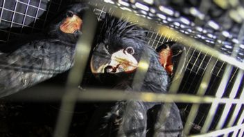 Dari DKI dan Kalteng, 62 Burung Dilindungi Dilepasliarkan BBKSDA di Hutan Papua Tengah