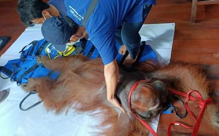 BKSDA Pangkalan Bun Kalteng Selamatkan Orang Utan dengan 3 Peluru di Tubuh