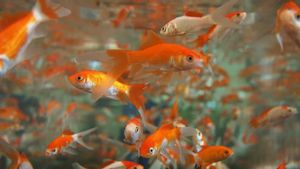 KKP Siapkan Asuransi bagi Pembudidaya Ikan Kecil