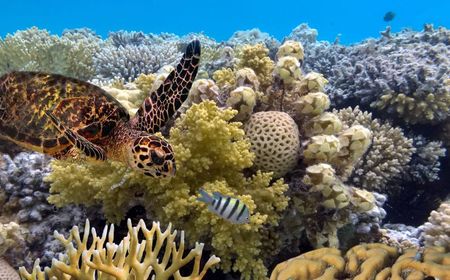 UNESCO Tegaskan Great Barrier Reef Milik Australia Terancam Bahaya dalam Memori Hari Ini, 22 Juni 2021