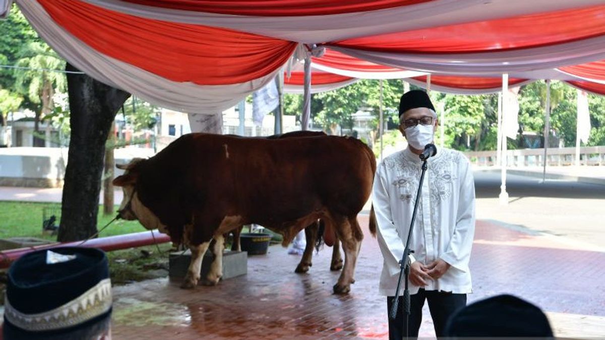 Wapres Ma'ruf Amin Serahkan Kurban Sapi Berbobot 1 Ton untuk Masjid Istiqlal