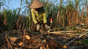 Demi Jaga Produksi dan Stabilisasi, Bapanas Pastikan Serap Gula Petani