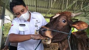 Jelang Iduladha, 71 Kasus PMK di Kudus: 4 Hewan Mati dan 44 Sembuh