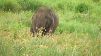 发现大象数量增加3-4在野生动物中，BKSDA南苏门答腊岛说成功保护的证据
