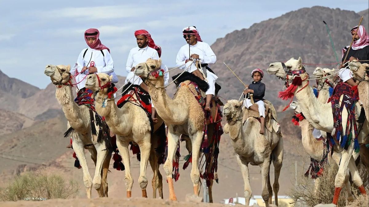 Penunggang Unta di Gurun Tabuk Rayakan Idul Fitri dengan Tradisi Irama Al-Hijini