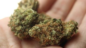 2 kg de marijuana sécurisée des services d’expédition, les coupables de Karanganyar message pour les enfants de Lapas Wonogiri