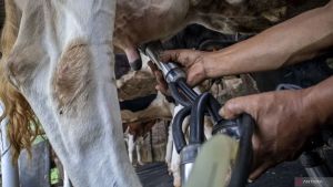 Selain Gandum dan Kedelai, Indonesia Buka Peluang Impor Susu Sapi dari AS