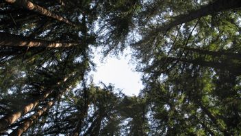 環境悪化を予測し、世界で最も高い木を訪れる訪問者は7400万ルピアの罰金を科せられる