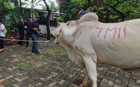 Jelang Iduladha, TMII Salurkan Kurban Dua Ekor Sapi Ke Masjid Sunan Kalijaga, Bambu Apus