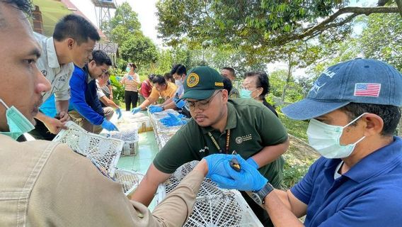 Badan Karantina Banten Gagalkan Penyeludupan 700 Ekor Burung Tujuan Jakarta 