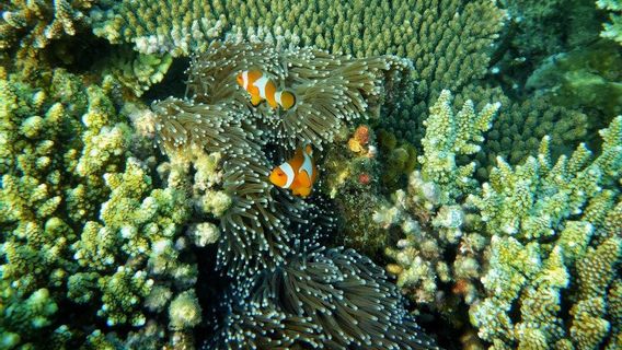 Tiga Cagar Alam Indonesia Kembali Diakui UNESCO