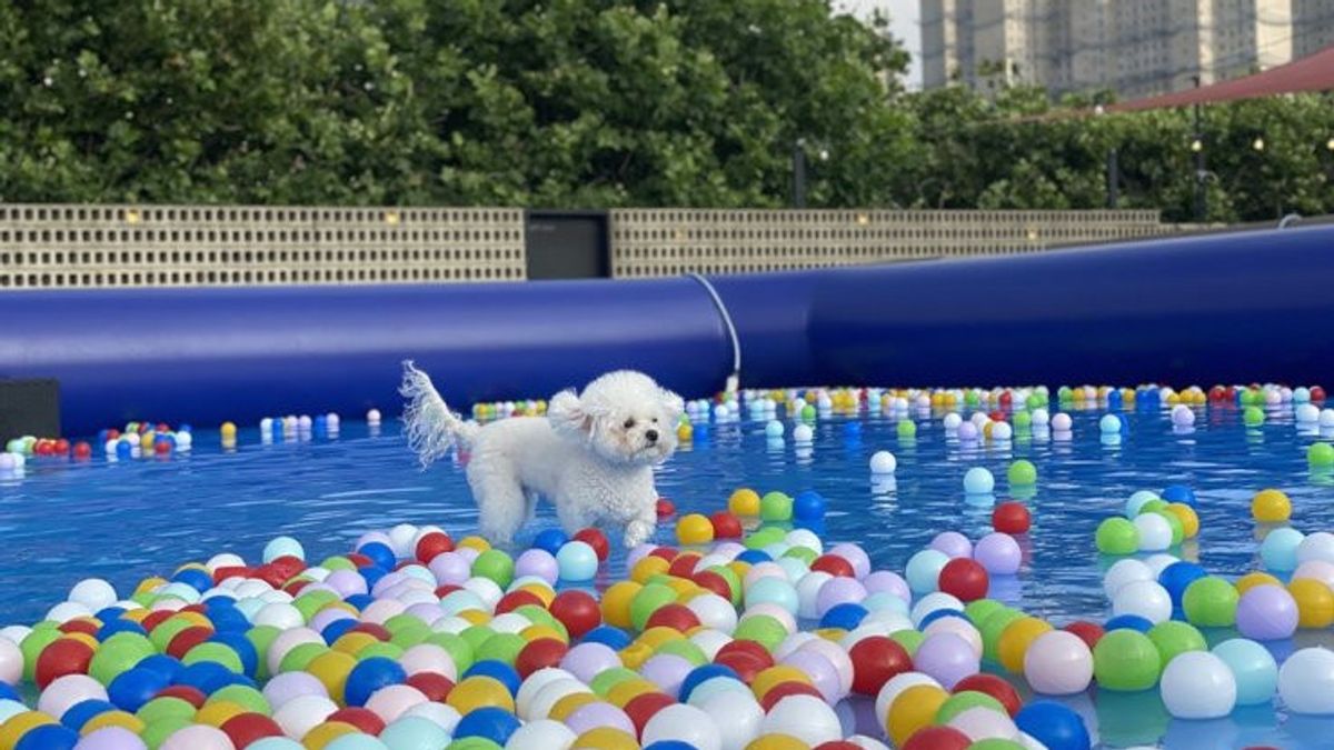 Seoul Holds Abandoned Pet Adoption Festival Today