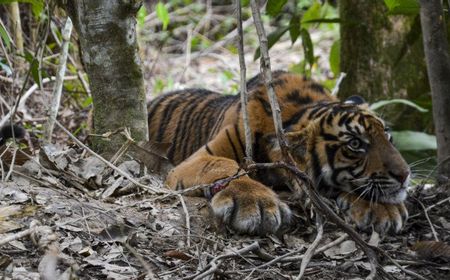 Sembuh, Anak Harimau 'Danau Putra' Dilepasliarkan ke TN Gunung Leuser