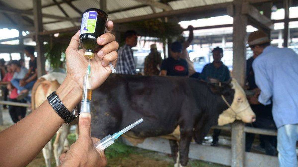 牲畜因口蹄疫而被屠宰，政府计划赔偿牛1000万印尼盾，山羊200万印尼盾，猪200万印尼盾