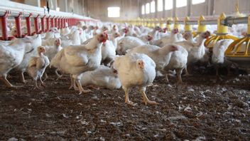 Aomori Confirms New Bird Flu Outbreak, Japan Will Exterminate 7 Thousand Chickens