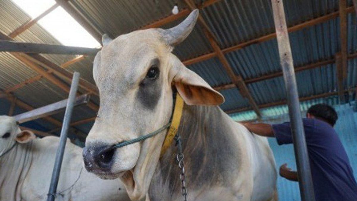 President Donates 1 Ton Sacrificial Cattle In Sigi