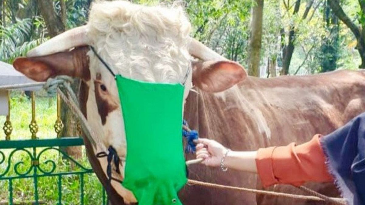 لماذا يرتدي الوصي على أبقار بوجور القربانية الأقنعة؟