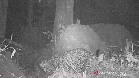 Dedi Mulyadi Demande Aux Résidents De Ne Pas Chasser Le Tigre Des Montagnes Sanggabuana Karawang