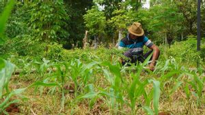 Bisa Panen Empat Kali dalam Setahun, Bantuan Irigasi SIG Tingkatkan Produktivitas Pertanian di Tuban Jawa Timur