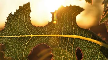 植物細胞における細胞壁の主な機能は何ですか?ここで答えを見つけてください