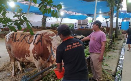 Wali Kota Surabaya Pesan 4 Sapi Kualitas Premium untuk Kurban