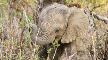 なぜ象は大きな耳を持っているのですか?ここに説明があります