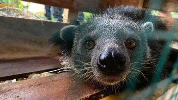 5 Binturong Protected Animals Released In West Kalimantan's Landak Traditional Forest