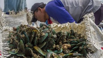 ate gaspillé dans les eaux de Malaisie, récolte de kerang 300 kg par jour