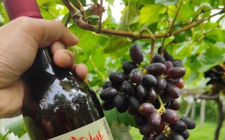 Puslabfor Polri Periksa Kadar Alkohol Wine Halal Nabidz