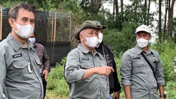 Pendant La Pandémie De COVID-19, La Faune A Surgi Dans Le Parc National De Baluran, Y Compris Les Léopards