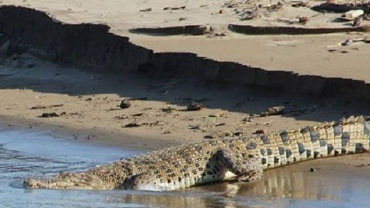  鳄鱼在科拉卡迪贝莱萨扬，在亚齐渔民被杀