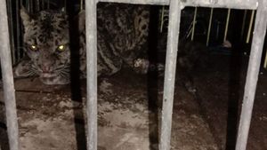 Macan Dahan Masuk Kamar Mandi Warga; Tim BKSDA Butuh Waktu Tiga Jam untuk Evakuasi