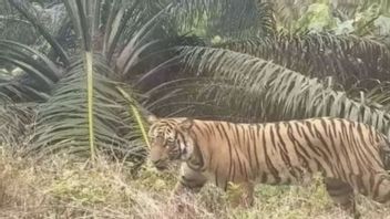 Riau BKSDA Installs A Trapped Camera After Workers Died By Tigers