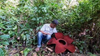 Bunga Rafflesia Mekar Sempurna di Agam Sumbar